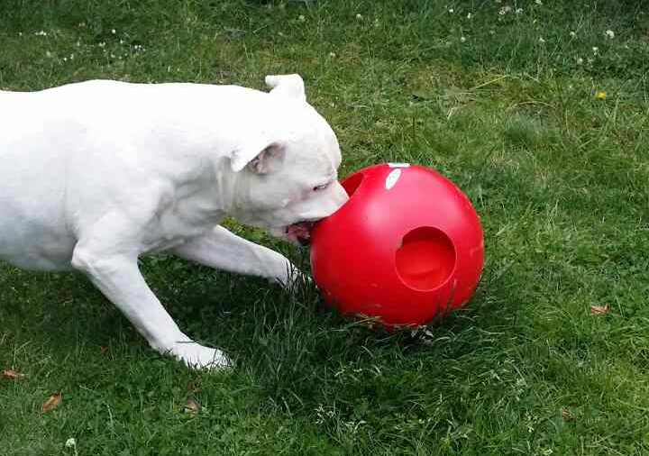 Indestructible Toys The Wild Treat